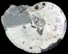 Ammonite (Hoploscaphities nicolletii) Fossil - South Dakota #62603-1
